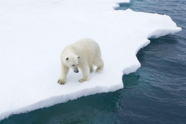 极光与北极熊的邂逅 加拿大