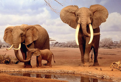 坦桑尼亚&肯尼亚 动物王国